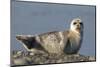 Spotted Seal (Phoca Largha) Pup Resting on a the Gravel Beach of the Bering Sea-Gerrit Vyn-Mounted Photographic Print