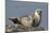 Spotted Seal (Phoca Largha) Pup Resting on a the Gravel Beach of the Bering Sea-Gerrit Vyn-Mounted Photographic Print