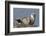 Spotted Seal (Phoca Largha) Pup Resting on a the Gravel Beach of the Bering Sea-Gerrit Vyn-Framed Photographic Print