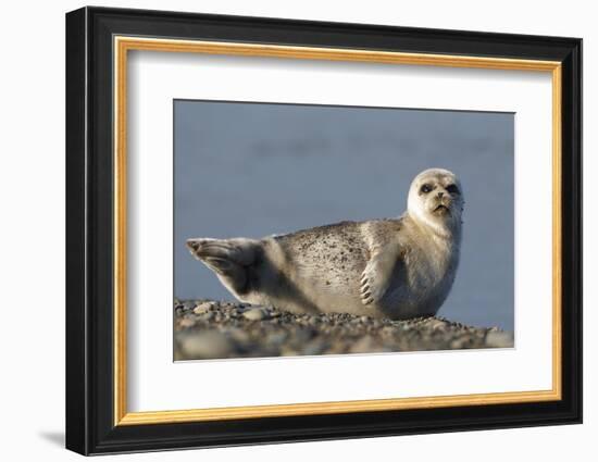 Spotted Seal (Phoca Largha) Pup Resting on a the Gravel Beach of the Bering Sea-Gerrit Vyn-Framed Photographic Print