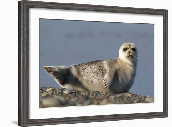 Spotted Seal (Phoca Largha) Pup Resting on a the Gravel Beach of the Bering Sea-Gerrit Vyn-Framed Photographic Print