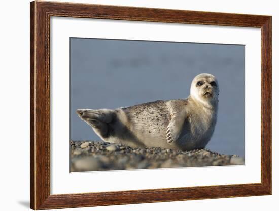 Spotted Seal (Phoca Largha) Pup Resting on a the Gravel Beach of the Bering Sea-Gerrit Vyn-Framed Photographic Print