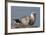 Spotted Seal (Phoca Largha) Pup Resting on a the Gravel Beach of the Bering Sea-Gerrit Vyn-Framed Photographic Print