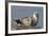 Spotted Seal (Phoca Largha) Pup Resting on a the Gravel Beach of the Bering Sea-Gerrit Vyn-Framed Photographic Print