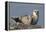 Spotted Seal (Phoca Largha) Pup Resting on a the Gravel Beach of the Bering Sea-Gerrit Vyn-Framed Premier Image Canvas