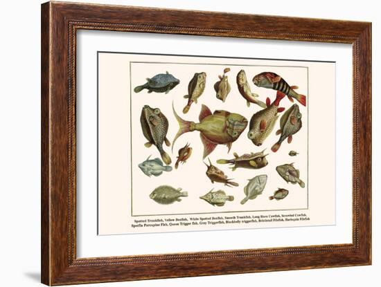 Spotted Trunkfish, Yellow Boxfish, White Spotted Boxfish, Smooth Trunkfish, etc.-Albertus Seba-Framed Art Print