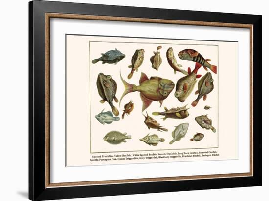 Spotted Trunkfish, Yellow Boxfish, White Spotted Boxfish, Smooth Trunkfish, etc.-Albertus Seba-Framed Art Print