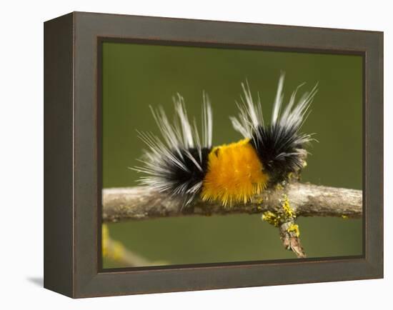 Spotted Tussock Moth Caterpillar, Lophocampa Maculata, British Columbia, Canada-Paul Colangelo-Framed Premier Image Canvas