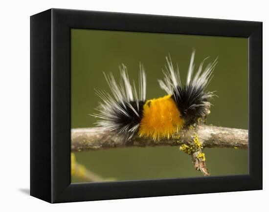 Spotted Tussock Moth Caterpillar, Lophocampa Maculata, British Columbia, Canada-Paul Colangelo-Framed Premier Image Canvas