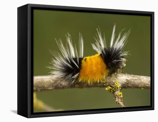 Spotted Tussock Moth Caterpillar, Lophocampa Maculata, British Columbia, Canada-Paul Colangelo-Framed Premier Image Canvas