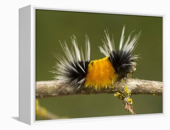 Spotted Tussock Moth Caterpillar, Lophocampa Maculata, British Columbia, Canada-Paul Colangelo-Framed Premier Image Canvas