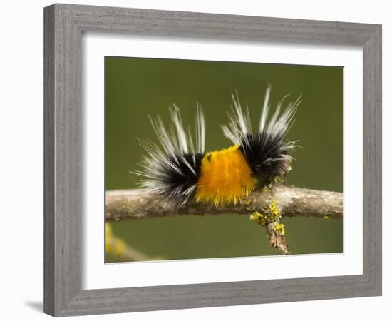 Spotted Tussock Moth Caterpillar, Lophocampa Maculata, British Columbia, Canada-Paul Colangelo-Framed Photographic Print