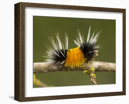 Spotted Tussock Moth Caterpillar, Lophocampa Maculata, British Columbia, Canada-Paul Colangelo-Framed Photographic Print