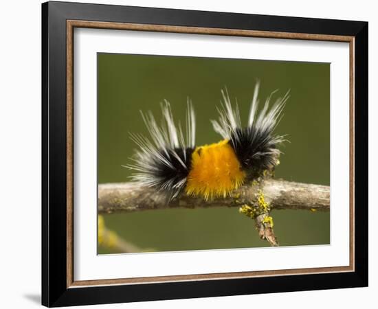 Spotted Tussock Moth Caterpillar, Lophocampa Maculata, British Columbia, Canada-Paul Colangelo-Framed Photographic Print