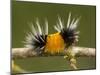 Spotted Tussock Moth Caterpillar, Lophocampa Maculata, British Columbia, Canada-Paul Colangelo-Mounted Photographic Print