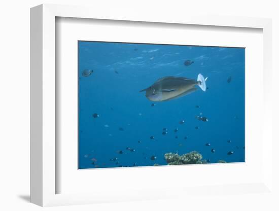 Spotted Unicornfish Swimming in Fiji Waters-Stocktrek Images-Framed Photographic Print