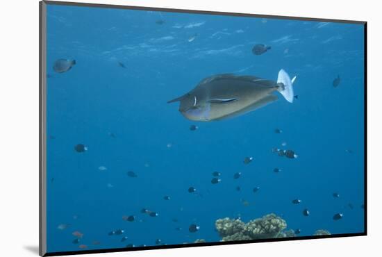 Spotted Unicornfish Swimming in Fiji Waters-Stocktrek Images-Mounted Photographic Print