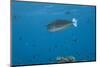 Spotted Unicornfish Swimming in Fiji Waters-Stocktrek Images-Mounted Photographic Print