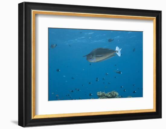 Spotted Unicornfish Swimming in Fiji Waters-Stocktrek Images-Framed Photographic Print