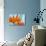 Sprawling Orange-Heidi Westum-Photographic Print displayed on a wall