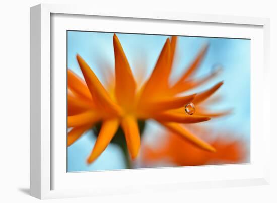 Sprawling Orange-Heidi Westum-Framed Photographic Print