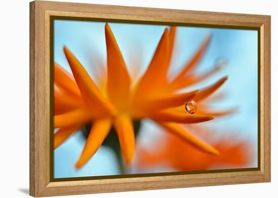 Sprawling Orange-Heidi Westum-Framed Premier Image Canvas