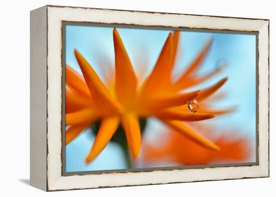 Sprawling Orange-Heidi Westum-Framed Premier Image Canvas