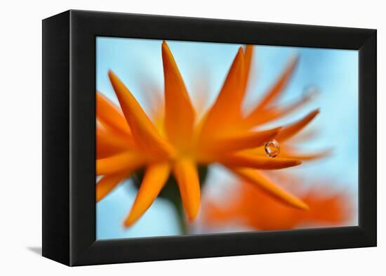 Sprawling Orange-Heidi Westum-Framed Premier Image Canvas