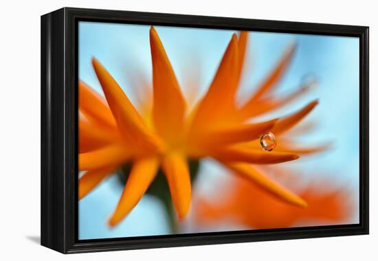 Sprawling Orange-Heidi Westum-Framed Premier Image Canvas