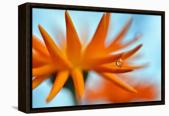 Sprawling Orange-Heidi Westum-Framed Premier Image Canvas