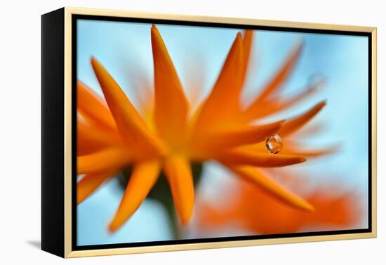 Sprawling Orange-Heidi Westum-Framed Premier Image Canvas