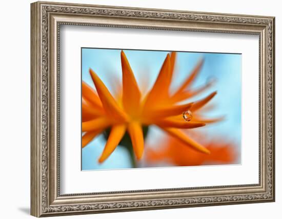 Sprawling Orange-Heidi Westum-Framed Photographic Print