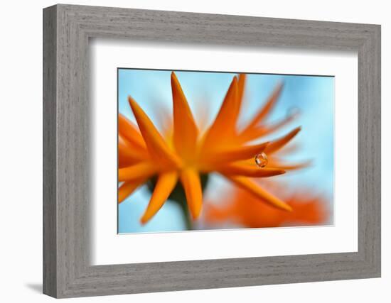 Sprawling Orange-Heidi Westum-Framed Photographic Print