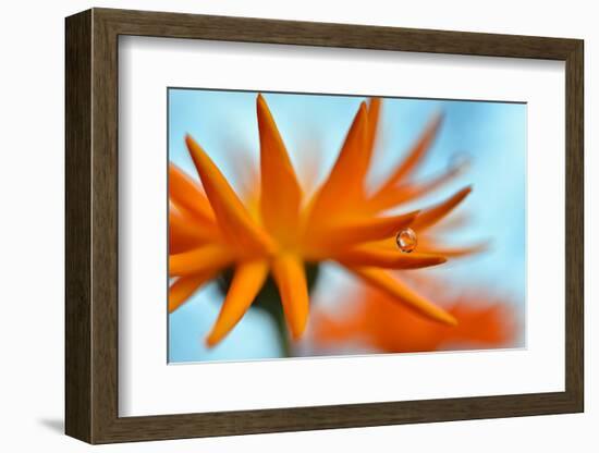 Sprawling Orange-Heidi Westum-Framed Photographic Print