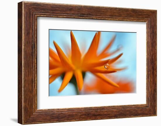 Sprawling Orange-Heidi Westum-Framed Photographic Print