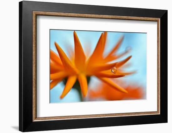 Sprawling Orange-Heidi Westum-Framed Photographic Print