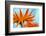 Sprawling Orange-Heidi Westum-Framed Photographic Print