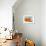 Sprawling Orange-Heidi Westum-Framed Photographic Print displayed on a wall
