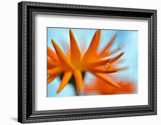 Sprawling Orange-Heidi Westum-Framed Photographic Print