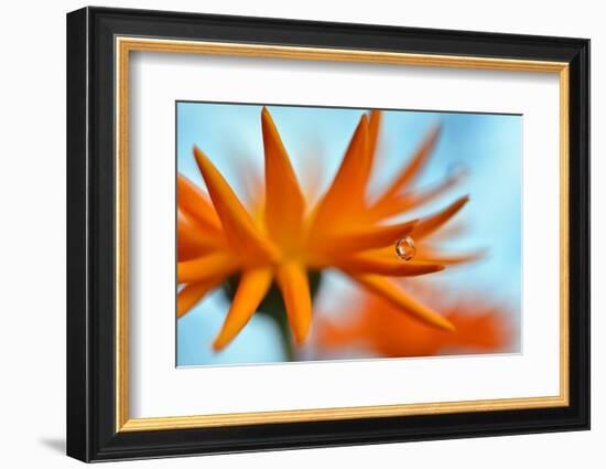 Sprawling Orange-Heidi Westum-Framed Photographic Print