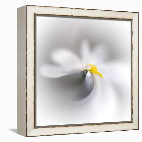 Spray-Ursula Abresch-Framed Premier Image Canvas