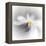 Spray-Ursula Abresch-Framed Premier Image Canvas