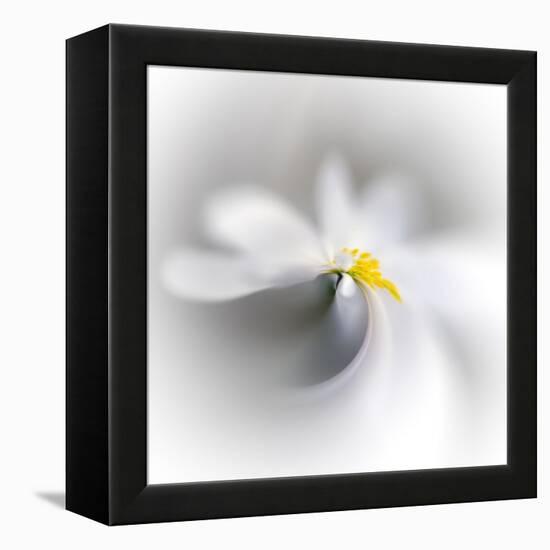 Spray-Ursula Abresch-Framed Premier Image Canvas