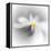 Spray-Ursula Abresch-Framed Premier Image Canvas