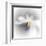 Spray-Ursula Abresch-Framed Premium Photographic Print