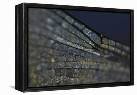 Spread your Wings-K.B. White-Framed Premier Image Canvas