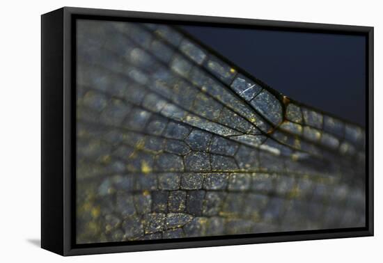 Spread your Wings-K.B. White-Framed Premier Image Canvas