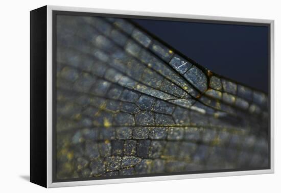 Spread your Wings-K.B. White-Framed Premier Image Canvas