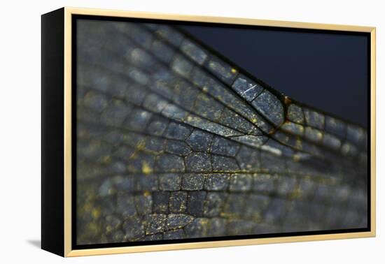 Spread your Wings-K.B. White-Framed Premier Image Canvas