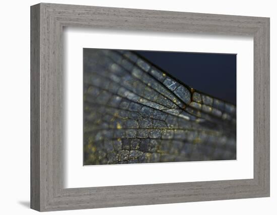 Spread your Wings-K.B. White-Framed Photographic Print